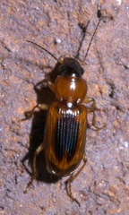 Stenolophus dissimilis