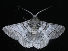 Hypobapta tachyhalotaria