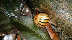 Arthrosphaera