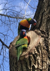 Trichoglossus moluccanus