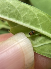Diomus roseicollis
