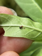 Diomus roseicollis