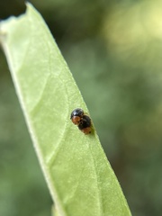 Diomus roseicollis
