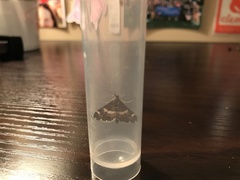 Hymeniini