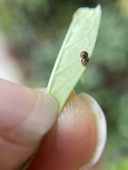 Diomus roseicollis