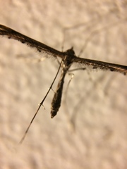Pterophoridae