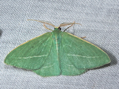 Chlorocoma stereota