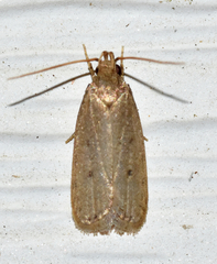 Glyphidocera juniperella