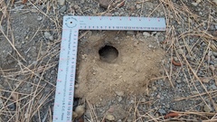 Callospermophilus lateralis