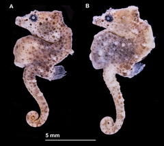 Sodwana Pygmy Seahorse photo 1