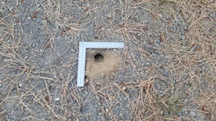 Callospermophilus lateralis