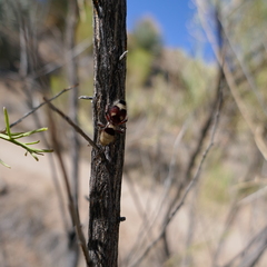 Dasymutilla sicheliana