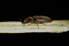 Dicrepidius corvinus