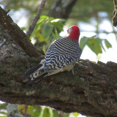 Melanerpes carolinus