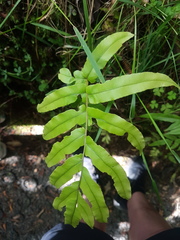 Blechnum novae-zelandiae