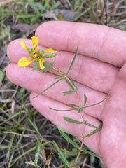 Hypericum dolabriforme