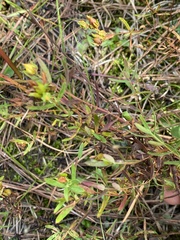 Hypericum dolabriforme