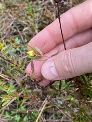 Hypericum dolabriforme