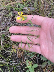 Hypericum dolabriforme