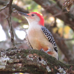 Melanerpes carolinus