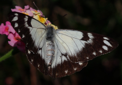 Belenois java