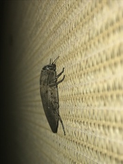 Merimna atrata