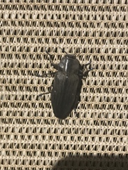 Merimna atrata