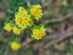 Pimelea flava flava