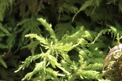 Leucolepis