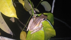 Polypedates leucomystax