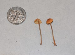 Heimiomyces fulvipes