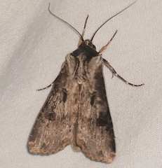 Agrotis malefida