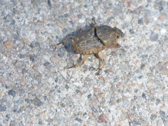 Euoniticellus intermedius