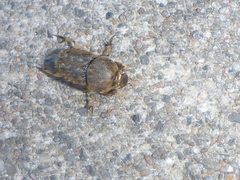 Euoniticellus intermedius