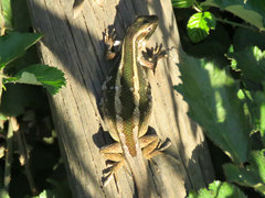 Liolaemus schroederi