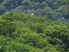 Pseudastur albicollis