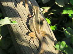 Liolaemus schroederi