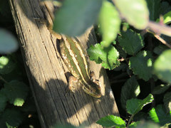 Liolaemus schroederi