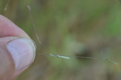 Eragrostis refracta