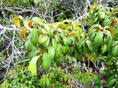 Chrysolepis chrysophylla minor