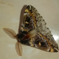 Ormiscodes schmidtnielseni