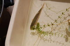 Hesperoleucus symmetricus