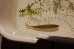 Hesperoleucus symmetricus