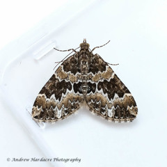 Electrophaes corylata