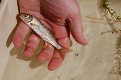 Hesperoleucus symmetricus