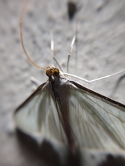 Lepidoptera