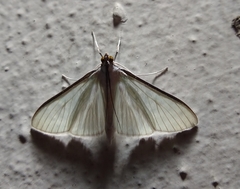 Lepidoptera