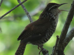 Thryophilus pleurostictus