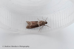 Cryptoblabes bistriga