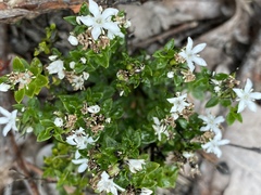 Orianthera serpyllifolia